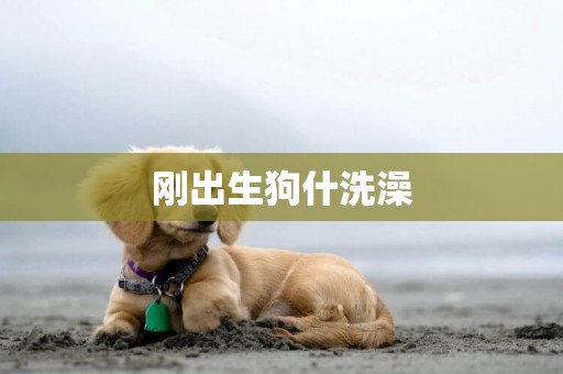 剛出生狗什洗澡