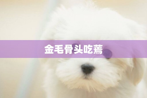 金毛骨頭吃蔫