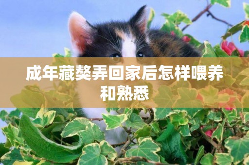 成年藏獒弄回家后怎樣喂養和熟悉