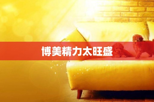 博美精力太旺盛
