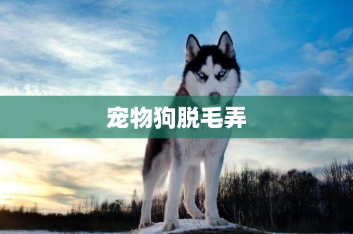 寵物狗脫毛弄