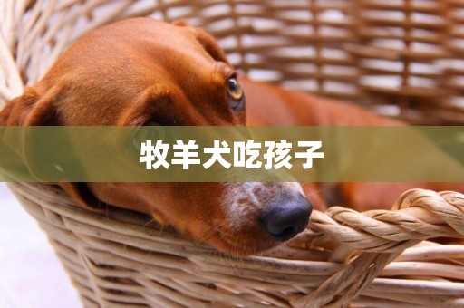 牧羊犬吃孩子