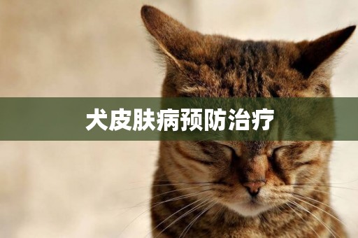 犬皮膚病預防治療