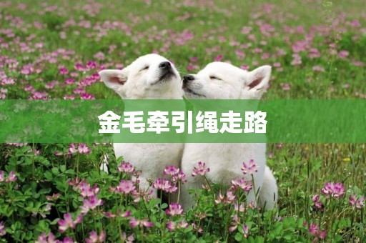 金毛牽引繩走路
