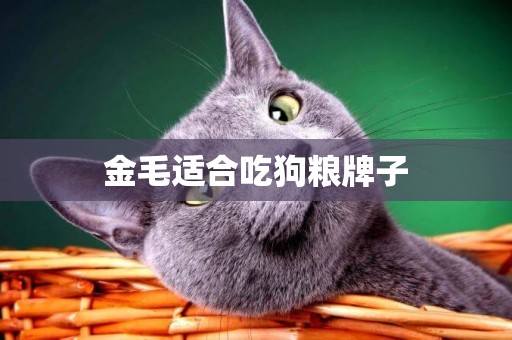 金毛適合吃狗糧牌子