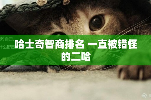 哈士奇智商排名 一直被錯怪的二哈 哈士奇智商排名 一直被錯怪的二哈