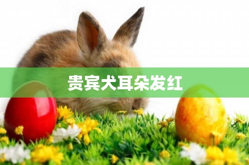 貴賓犬耳朵發紅