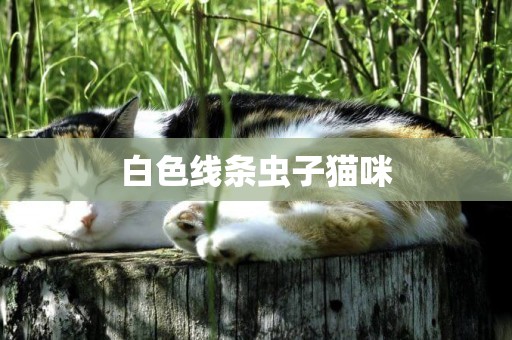 白色線條蟲子貓咪