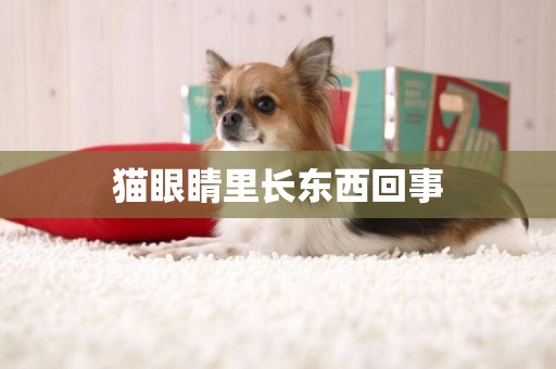 貓眼睛里長東西回事