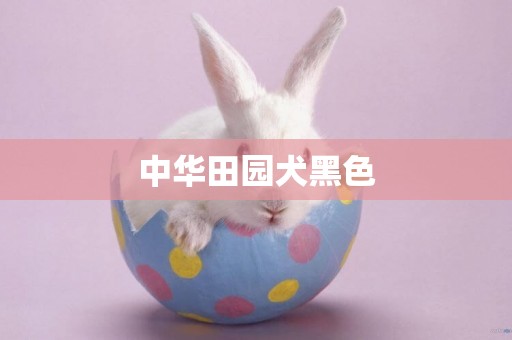中華田園犬黑色
