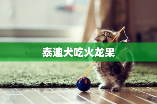 泰迪犬吃火龍果