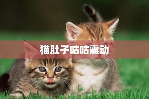 貓肚子咕咕震動