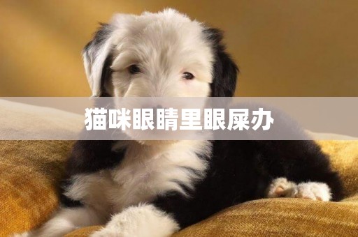 貓咪眼睛里眼屎辦