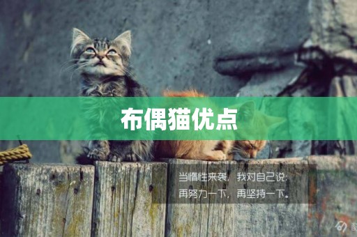 布偶貓優點