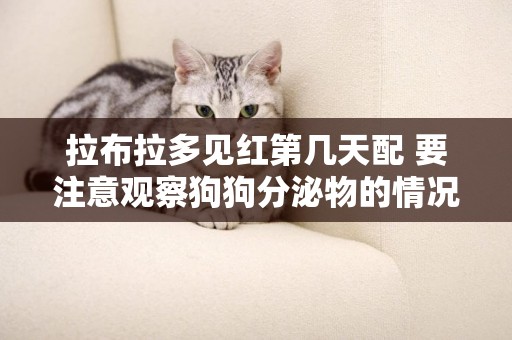 拉布拉多見紅第幾天配 要注意觀察狗狗分泌物的情況！