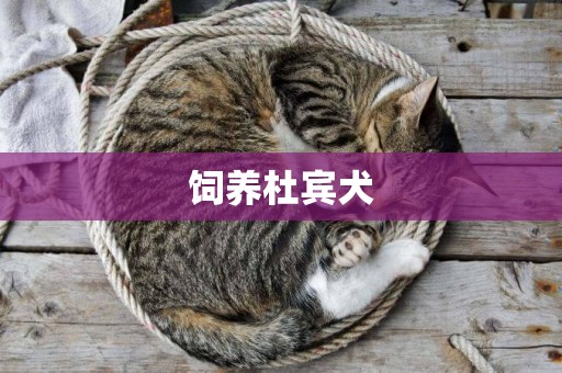 飼養杜賓犬