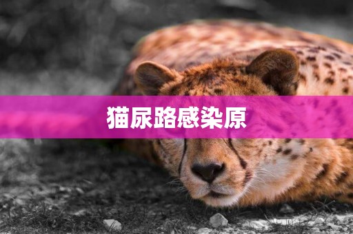 貓尿路感染原