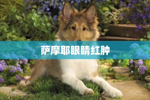 薩摩耶眼睛紅腫