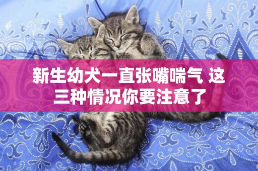 新生幼犬一直張嘴喘氣 這三種情況你要注意了