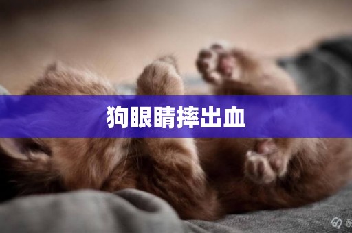 狗眼睛摔出血