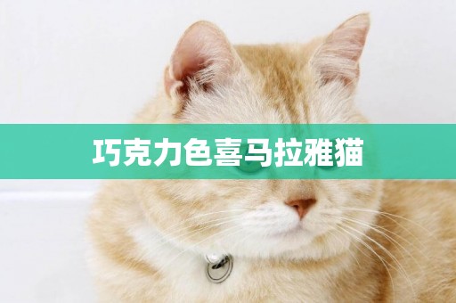 巧克力色喜馬拉雅貓