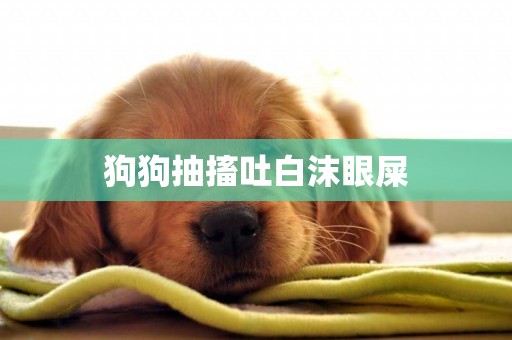 狗狗抽搐吐白沫眼屎