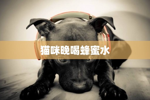 貓咪晚喝蜂蜜水