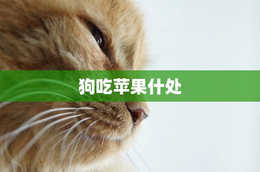 狗吃蘋果什處