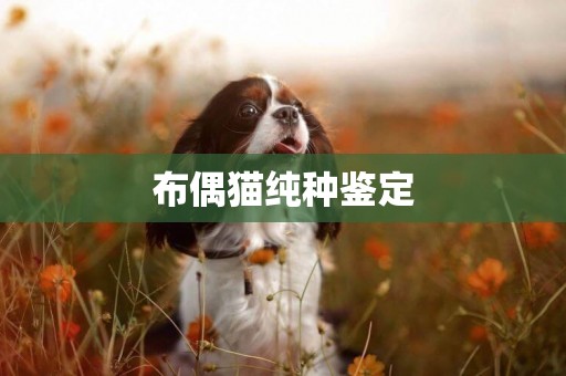 布偶貓純種鑒定