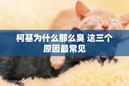 柯基為什么那么臭 這三個原因最常見 柯基為什么那么臭 這三個原因最常見