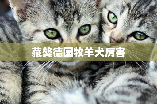 藏獒德國牧羊犬厲害