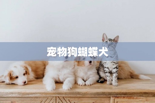 寵物狗蝴蝶犬