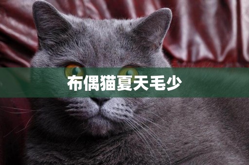 布偶貓夏天毛少