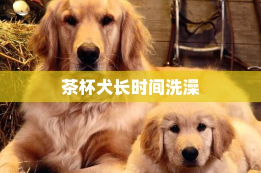 茶杯犬長時間洗澡