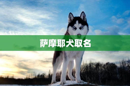 薩摩耶犬取名