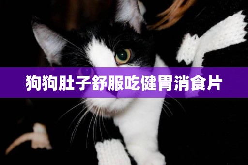 狗狗肚子舒服吃健胃消食片