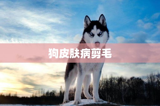 狗皮膚病剪毛