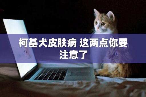 柯基犬皮膚病 這兩點你要注意了