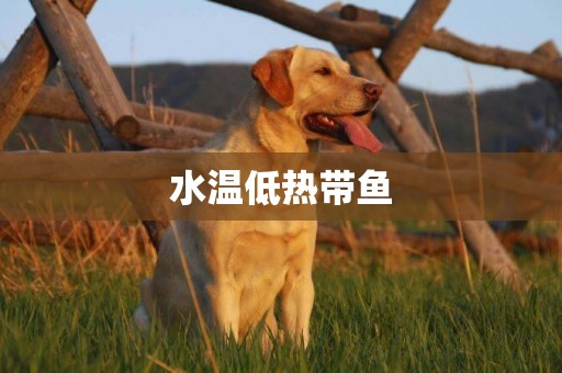 水溫低熱帶魚