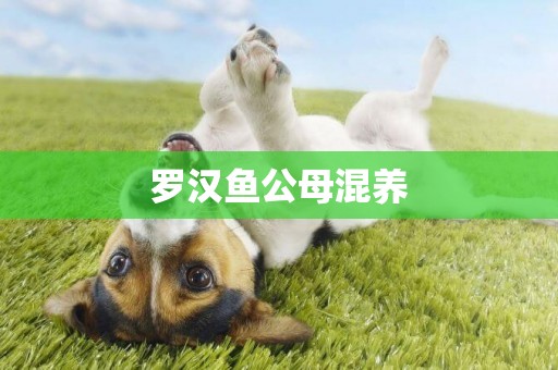 羅漢魚公母混養