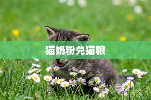 貓奶粉兌貓糧