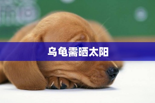 烏龜需曬太陽