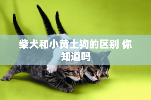 柴犬和小黃土狗的區別 你知道嗎