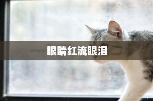 眼睛紅流眼淚
