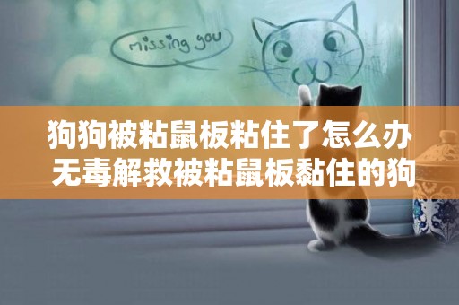 狗狗被粘鼠板粘住了怎么辦 無毒解救被粘鼠板黏住的狗狗