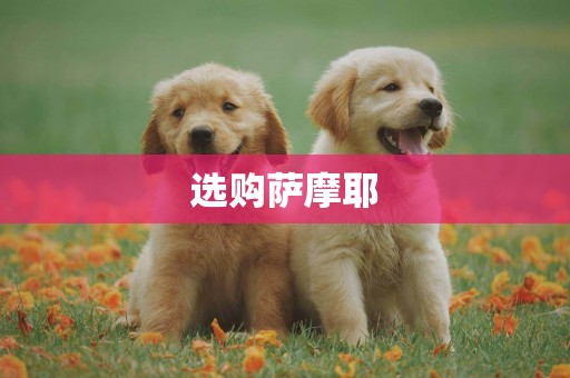選購薩摩耶