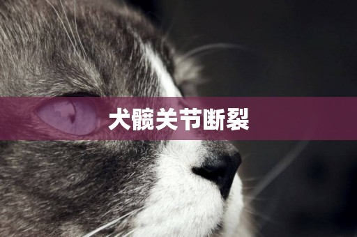 犬髖關節斷裂