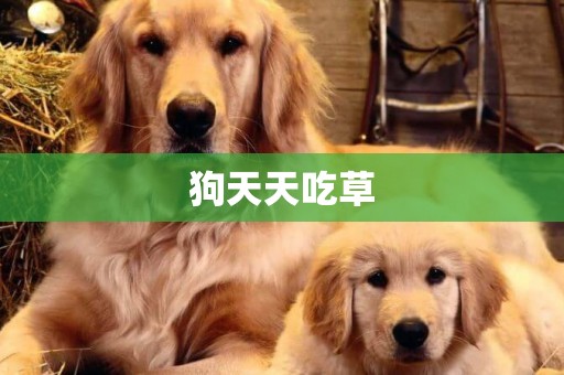 狗天天吃草
