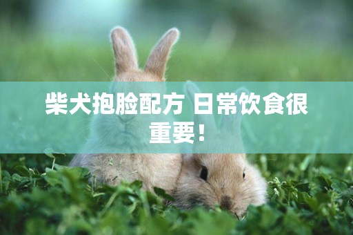 柴犬抱臉配方 日常飲食很重要！