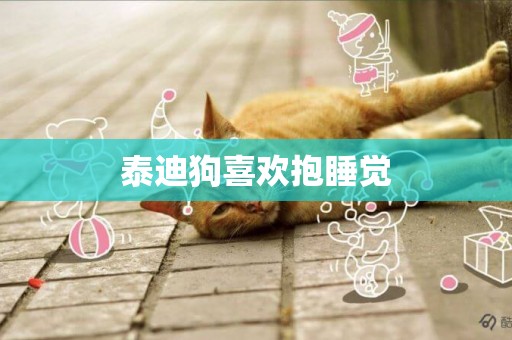 泰迪狗喜歡抱睡覺